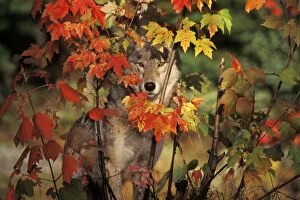Grey Wolf - hiding behind maple tree
