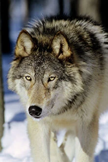Grey wolf - male walking in snow - note broadness of head