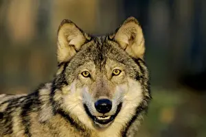 Gray Wolves Prints: Grey wolf - Minnesota, North America