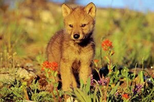 Grey Wolf - pup among wildflowers
