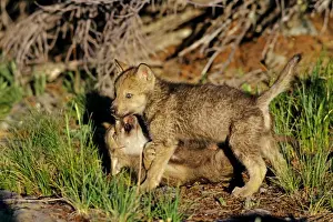 Two Grey wolf pups playing near den. Montana, North America