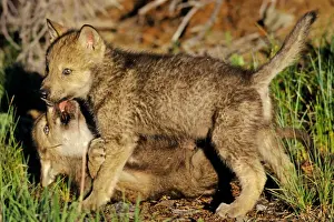 Conflict Prints: Two Grey wolf pups playing near den. Montana, North America