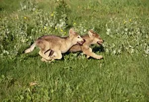 Cubs Prints: Grey Wolf - pups running in meadow Idaho, USA