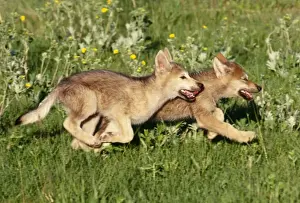 Grey Wolf - pups running in meadow Idaho, USA