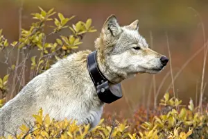 Field Study Prints: Grey Wolf, with radio collar, alpha female, Denali NP, Alaska, North America. September