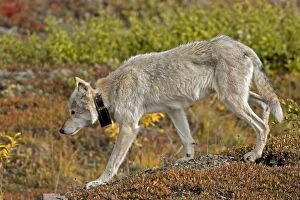 Grey Wolf - with radio collar, alpha female