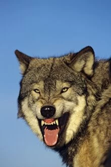 Grey wolf - snarling