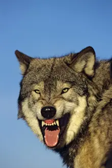 Dangerous Prints: Grey wolf - snarling. Montana, North America