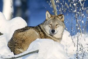 Grey Wolf - in snow
