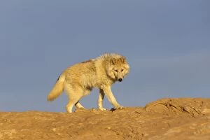 Images Dated 17th April 2012: Grey Wolf / Timber Wolf