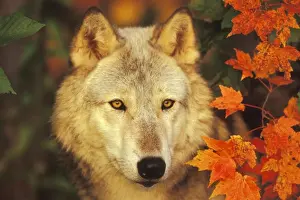 Boy's Bedroom Prints: Grey Wolf / Timber Wolf - By Autumn leaves. Minnesota