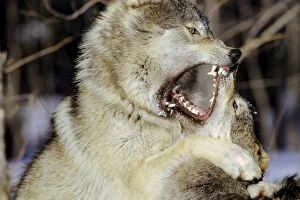Grey Wolf / Timber Wolf - dominance behavior