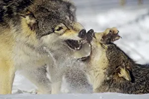 Conflict Prints: Grey Wolf / Timber Wolf - dominance behavior in snow