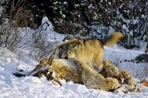 Images Dated 23rd February 1974: Grey Wolf / Timber Wolf - feeding on Elk carcass