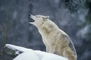 Images Dated 15th October 2008: Grey Wolf / Timber Wolf - howling. Western U. S