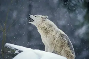 Behavior Prints: Grey Wolf / Timber Wolf - howling. Western U. S