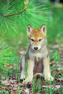 Grey Wolf / Timber Wolf - Pup sitting down, Montana, North America