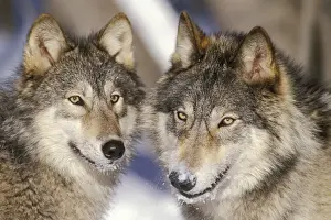 Wolf Prints: Grey Wolf / Timber Wolf with snowy mouths. Montana, North America