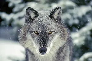 Wolf Prints: Grey Wolve- In snow. Rocky Mountains, Montana, North America