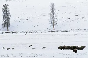 Defense Prints: Grey Wolves with American Bison (Bison bison) herd - in snow