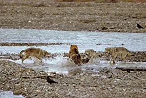 Attacking Prints: Grey Wolves - Confronting Grizzly Bear, Denali National Park, Alaska, North America
