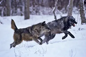 Gray Wolves Prints: Grey Wolves - running through snow. Western U. S