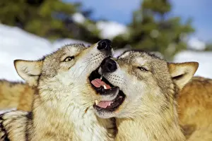 Gray Wolves Prints: Two Grey Wolves in snow greeting one another. Montana
