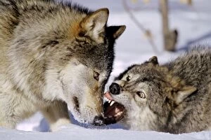 Grey Wolves - in snow, involved in dominance behavior - usually no one gets hurt in these short but intense displays