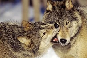 Images Dated 13th February 2007: Grey Wolves In winter involved in dominance behavior--usually no one gets hurt in these short but
