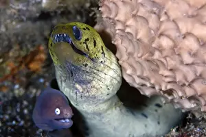 Eels Prints: Greyface Moray Eel with Fimbrated Moray Eel - Indonesia