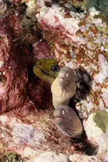 Eels Prints: Greyface moray (Siderea thyrsoidea). Andaman Sea, Myanmar