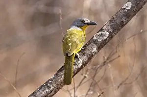 Shrikes Prints: Greyheaded Bush Shrike - on branch back view - Sabi Sands Game Reserve - South Africa