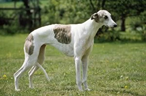 GREYHOUND DOG - white and brown standing