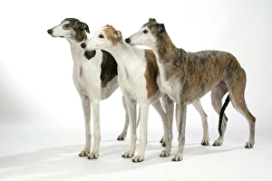 Greyhound Dogs standing next to each other - Dark Brindle and white, Red and white, Brindle and white