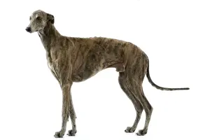 Greyhound Prints: Greyhound / Levrier