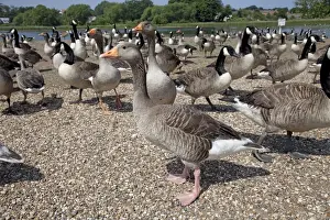 Greylag Prints: Greylag and Canada Geese (Branta canadensis) - Hornsea Mere a glacial relict lake East Riding of Yorkshire
