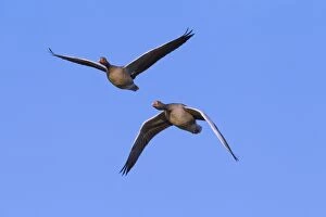 Images Dated 31st December 2013: Greylag Geese adults in flight