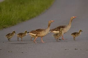 Greylag geese - family crossing street