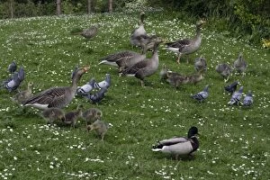 Images Dated 23rd May 2006: Greylag Geese, Feral pigeons, Mallard-being fed in park, Washington WWT, Tyne and Wear UK