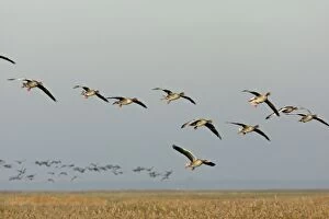 Greylag Geese - in flight - landing