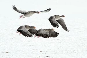 Greylag Geese - four in flight - taking off from snow covered field - in winter