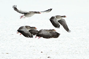 Greylag Geese - four in flight - taking off from snow covered field - in winter Greylag Geese - four in flight - taking off from snow covered field - in winter