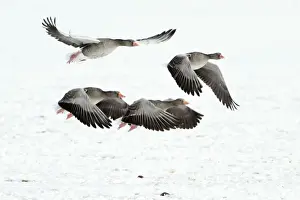 Taking Off Prints: Greylag Geese - four in flight - taking off from snow covered field - in winter - Lower Saxony - Germany