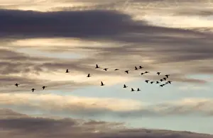 Greylag Geese Flock in flight against dramatic sunset sky Norfolk UK