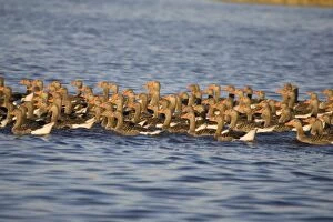Images Dated 27th June 2005: Greylag Geese - flock of juveniles swimming close for protection (unable to fly well)
