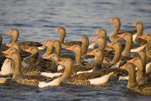 Greylag Geese - flock of juveniles swimming close for protection (unable to fly well)
