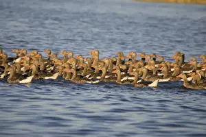 Greylag Geese - flock of juveniles swimming close for protection (unable to fly well) Hickling Broad Norfolk UK