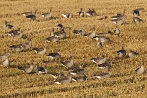 Greylag Geese flock at stubble field in summer