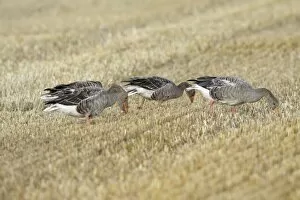 Greylag Geese - geese feeding on corn stubble