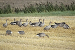 Images Dated 20th August 2009: Greylag Geese - geese feeding on corn stubble - Island of Texel - Holland